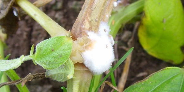 Enfermedades de los pepinos: síntomas, tratamiento y prevención (con foto)