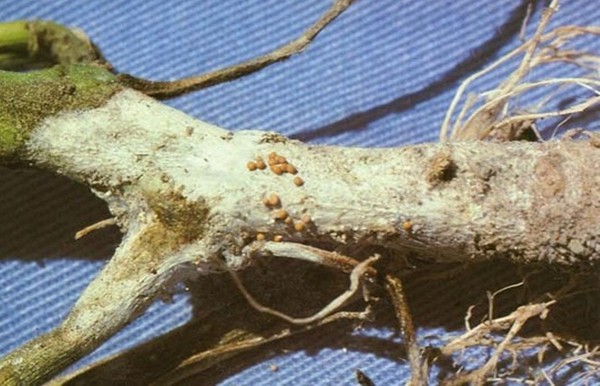 Enfermedades de los pepinos: síntomas, tratamiento y prevención (con foto)