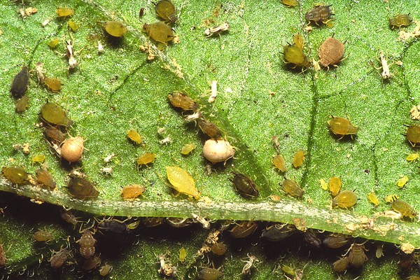 Enfermedades de los pepinos: síntomas, tratamiento y prevención (con foto)