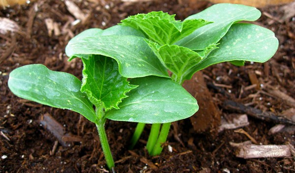 Enfermedades de los pepinos: síntomas, tratamiento y prevención (con foto)