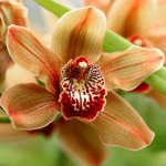 Enfermedades de las orquídeas