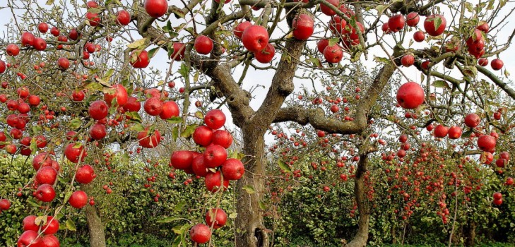 Ambulancia para el jardín o la enfermedad de los manzanos y su tratamiento