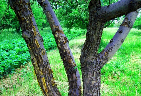 Ambulancia para el jardín o la enfermedad de los manzanos y su tratamiento