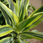 ¿Qué pasa si la dracaena se seca o se pone amarilla? 