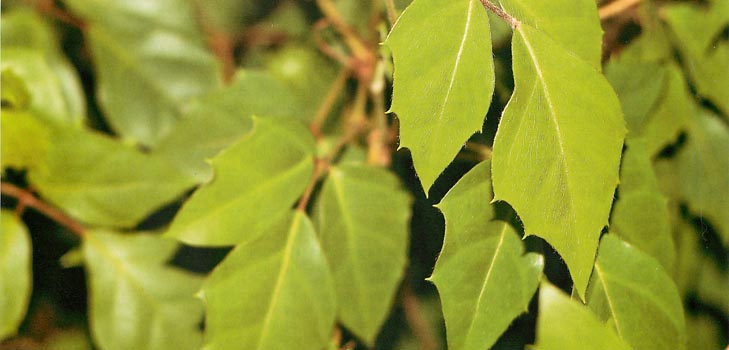 Cissus: foto y cuidado en el hogar