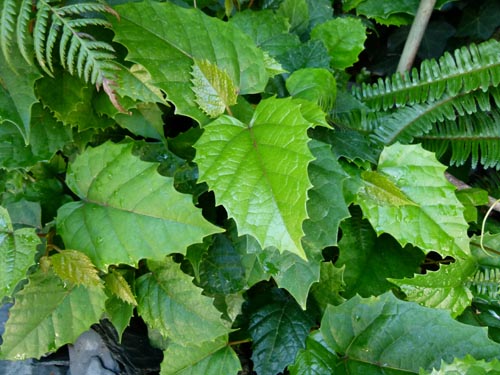 Cissus. Cuidado en el hogar