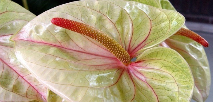 hermosa flor