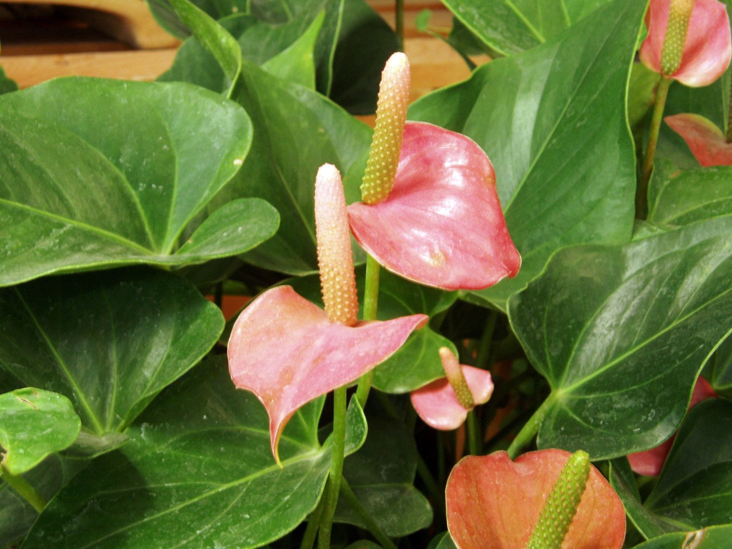 planta floreciente