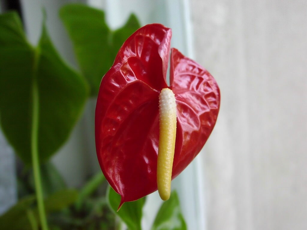 flor roja