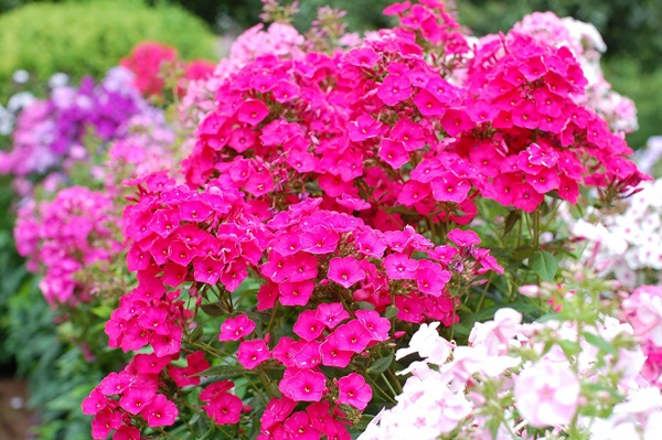 Hermosas flores para una cama de flores