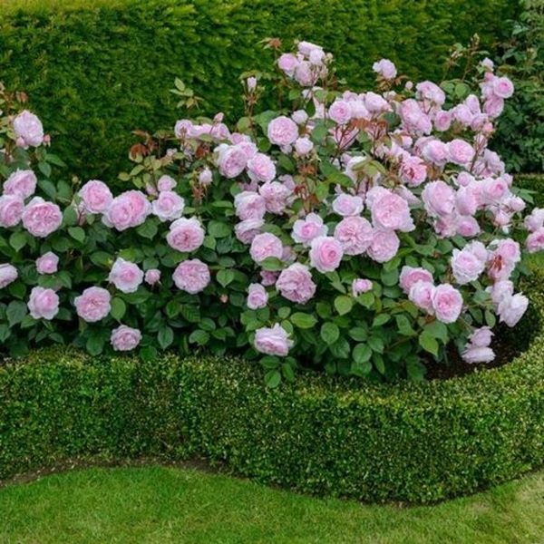 Hermosas flores para una cama de flores