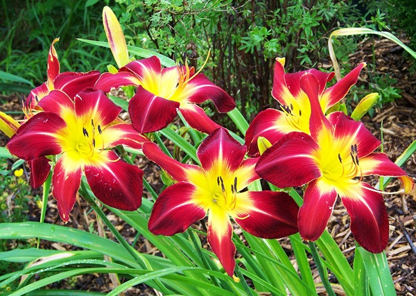 Hermosas flores para una cama de flores
