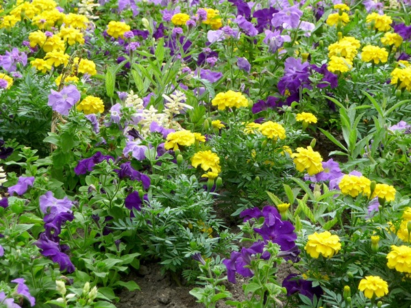 Hermosas flores para una cama de flores