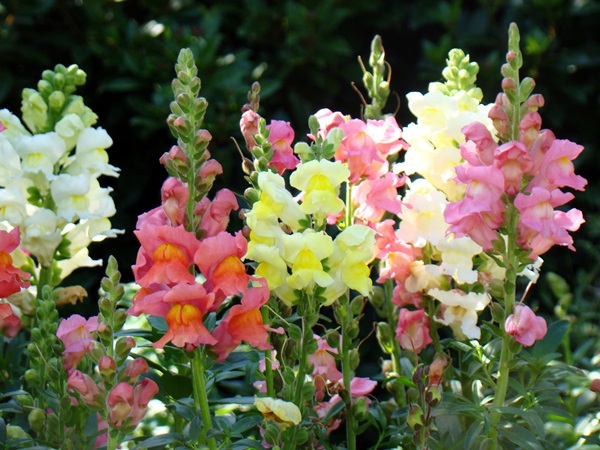 Hermosas flores para una cama de flores