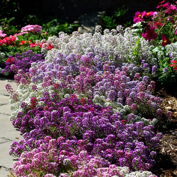 Hermosas flores para una cama de flores