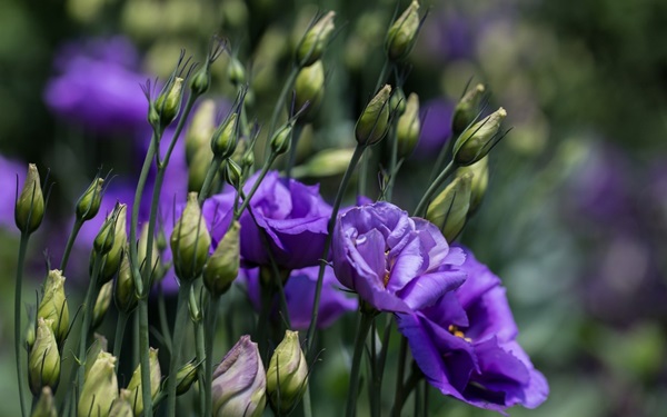 Hermosas flores para una cama de flores