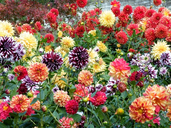 Hermosas flores para una cama de flores