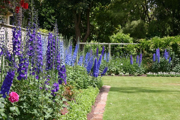 Hermosas flores para una cama de flores