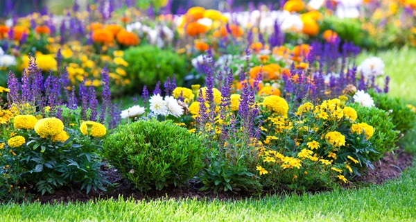 Hermosas flores para una cama de flores