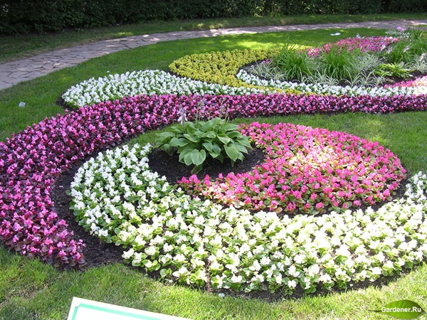Hermosas flores para una cama de flores