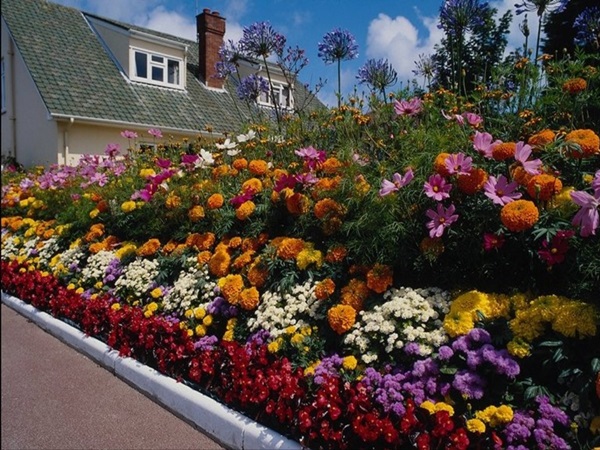 Hermosas flores para una cama de flores
