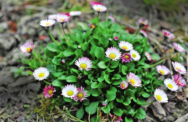 Hermosas flores para una cama de flores