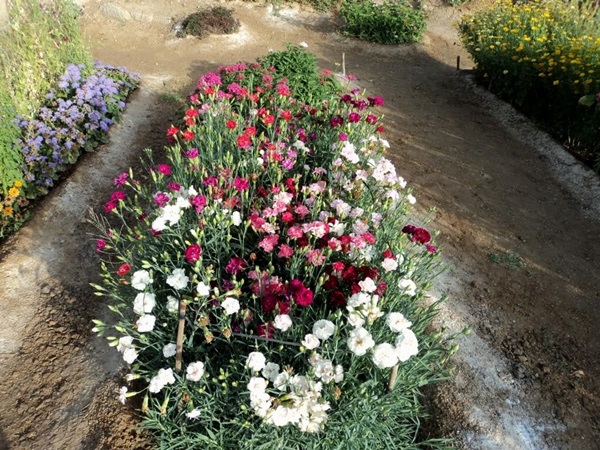 Hermosas flores para una cama de flores
