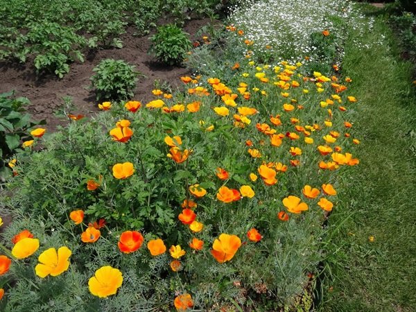 Hermosas flores para una cama de flores