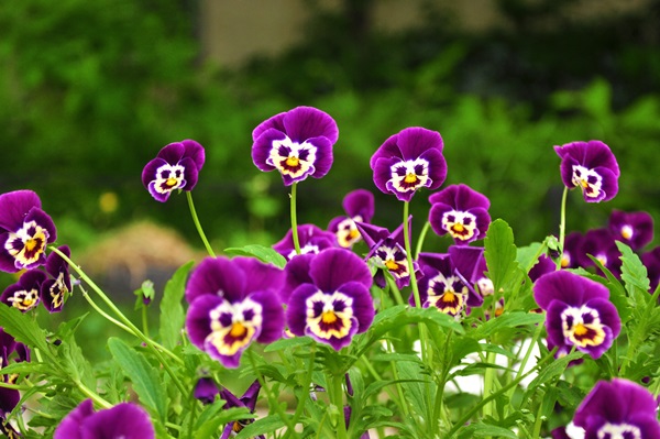 Hermosas flores para una cama de flores