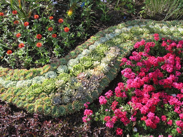 Hermosas flores para una cama de flores