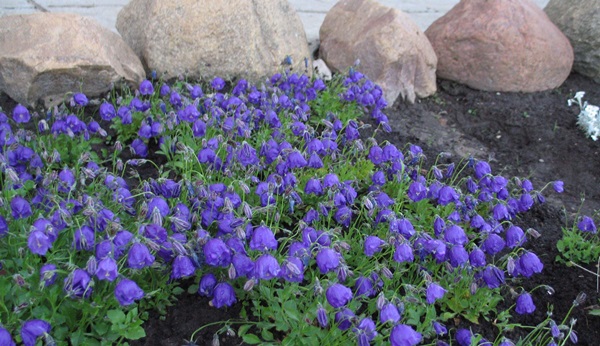 Hermosas flores para una cama de flores