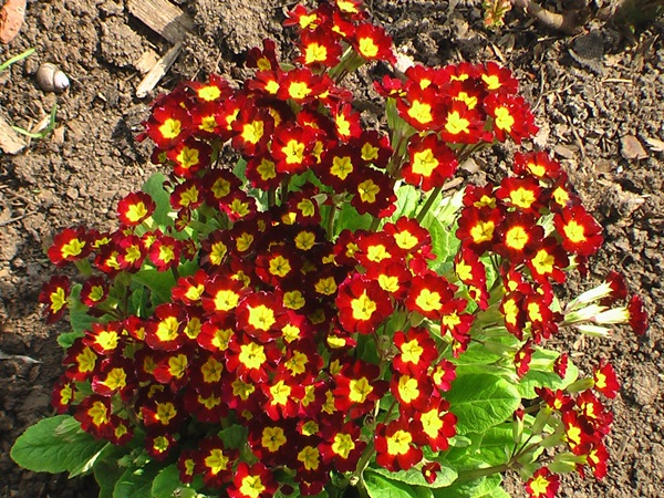 Hermosas flores para una cama de flores