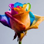 Flores para el 8 de marzo: ramos originales pintados
