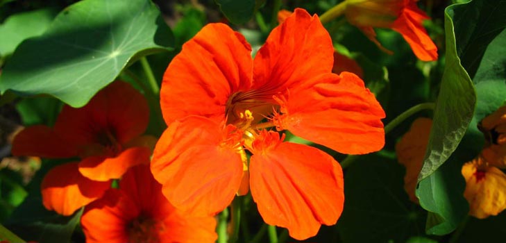 Capuchina flor: cómo crecer a partir de semillas, cómo cuidar, bellas fotos
