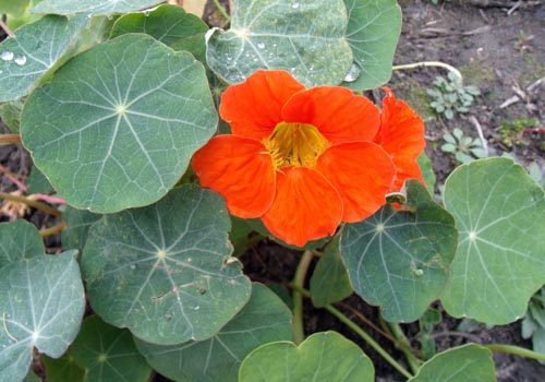 Capuchina de flores