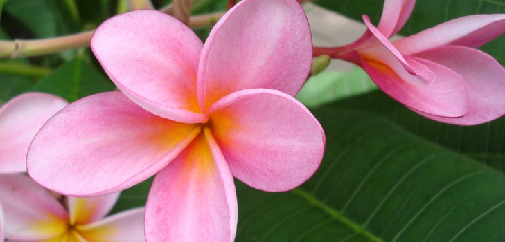 Plumeria de flores: el aroma mágico de tu hogar