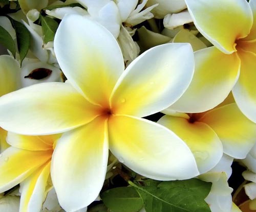 Plumeria de flores: el aroma mágico de tu hogar