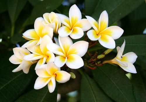 Plumeria de flores: el aroma mágico de tu hogar