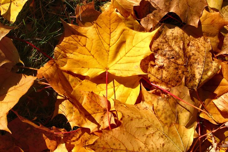 Gifts of Autumn: Collage de otoño con tus propias manos