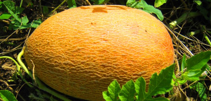 Plantación y cuidado de melones en campo abierto en la franja central de Rusia
