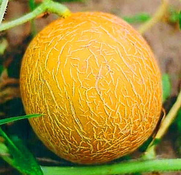 Plantación y cuidado de melones en campo abierto en la franja central de Rusia