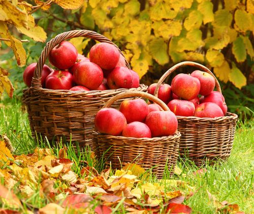 Cómo mantener las manzanas en invierno en casa