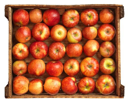 Cómo mantener las manzanas en invierno en casa