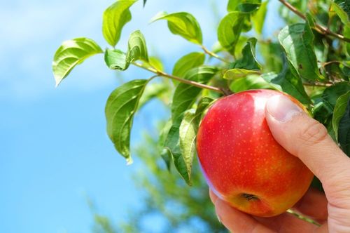Cómo mantener las manzanas en invierno en casa