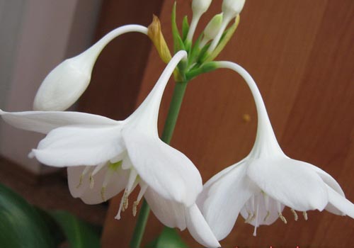 dos flores de eucharis