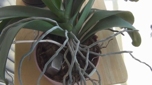 Trasplante de Phalaenopsis