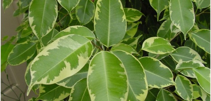 habitación ficus