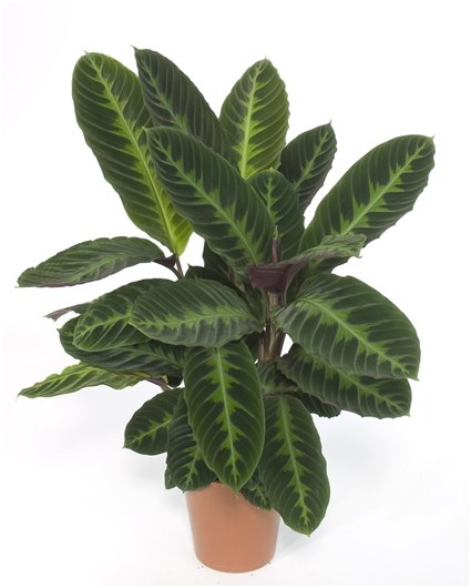 bañera con ficus