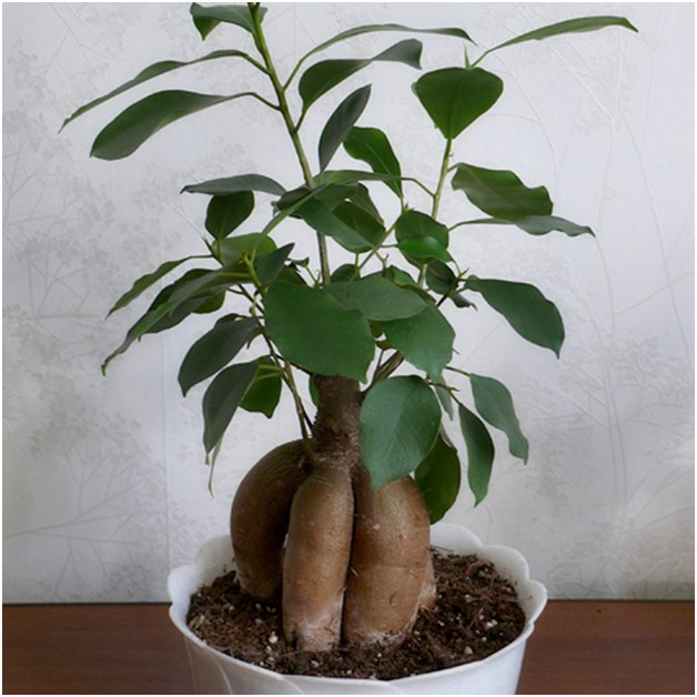 Ficus antes del trasplante