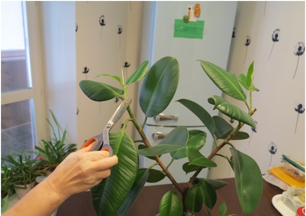 corte de ficus